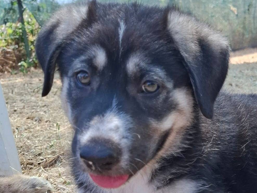 Adozione cane, femmina, Razza sconosciuta Razza sconosciuta, 1 mesi, taglia media, Bologna