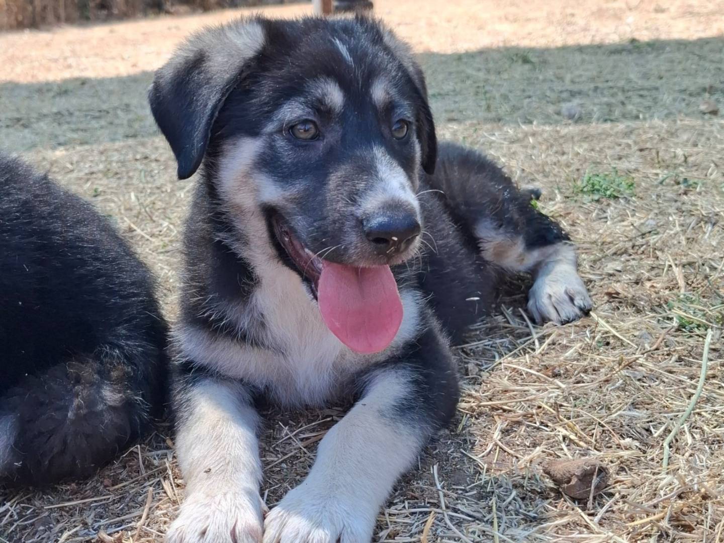 Adotta un cane, femmina, 1 mesi, Bologna