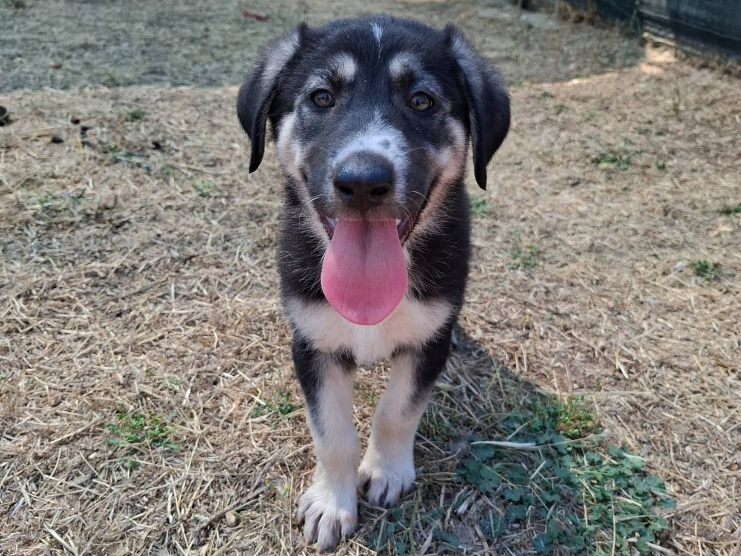 Adotta un cane, taglia media, femmina, Bologna