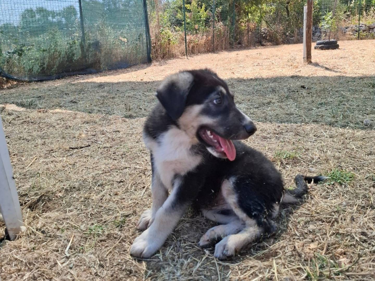 Vuoi adottare un cane a Bologna?