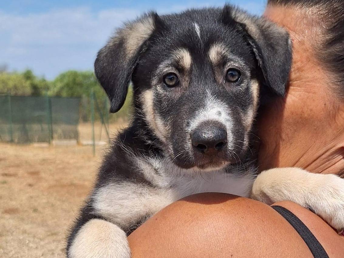 Adotta il cane Jaz a Bologna