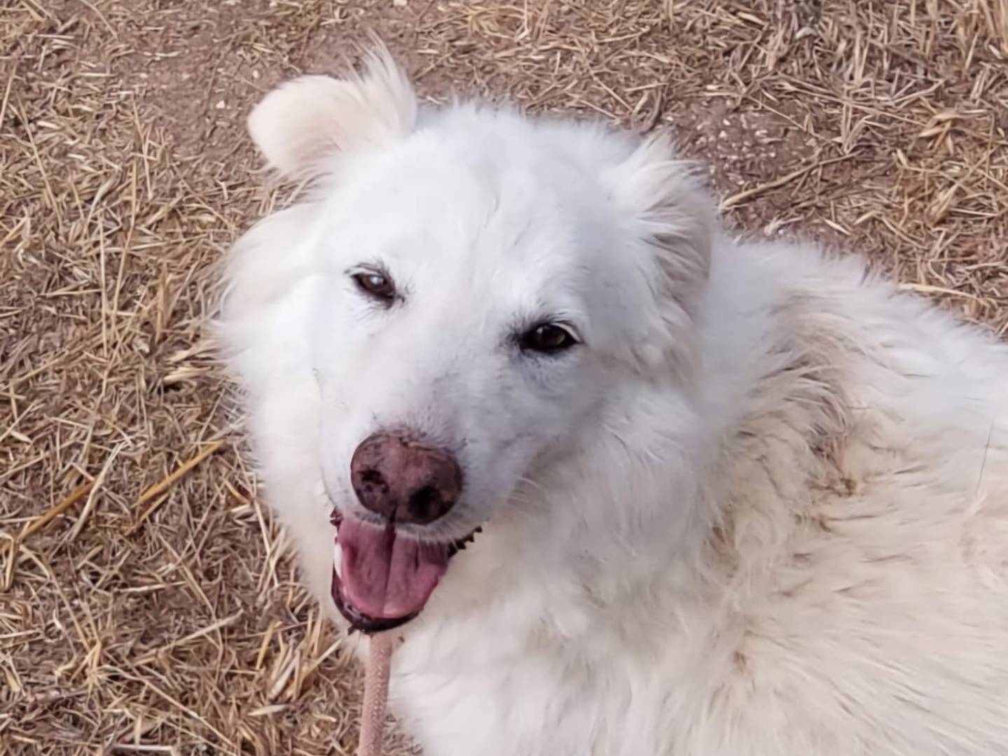 Adozione cane, femmina, Razza sconosciuta Razza sconosciuta, 9 anni e 11 mesi, taglia media, Torino