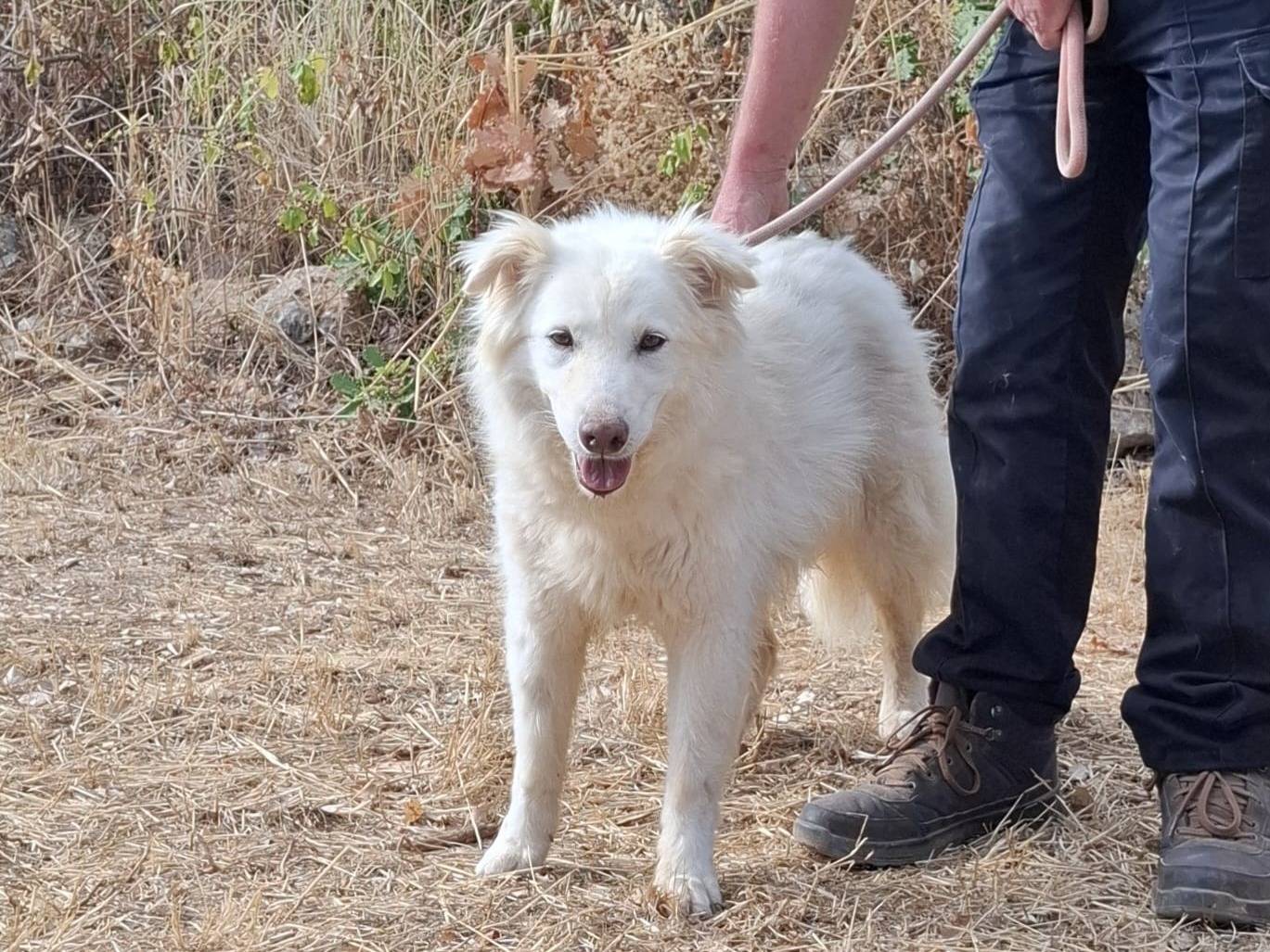 Adotta un cane, femmina, 9 anni e 11 mesi, Torino