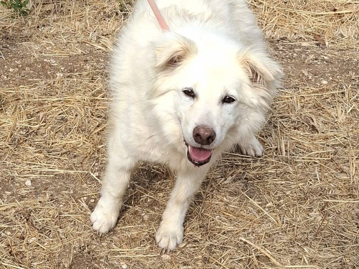 Adotta un cane, taglia media, femmina, Torino