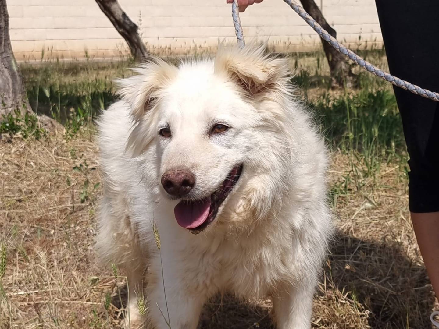 Adotta il cane Nonna Penny a Torino