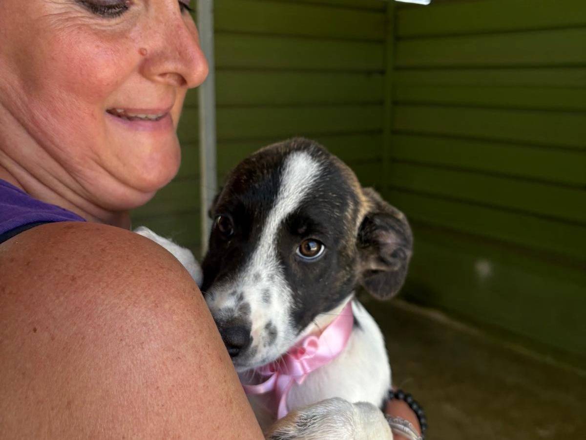 Adozione cane, femmina, Razza sconosciuta Razza sconosciuta, 4 mesi, taglia grande, Napoli