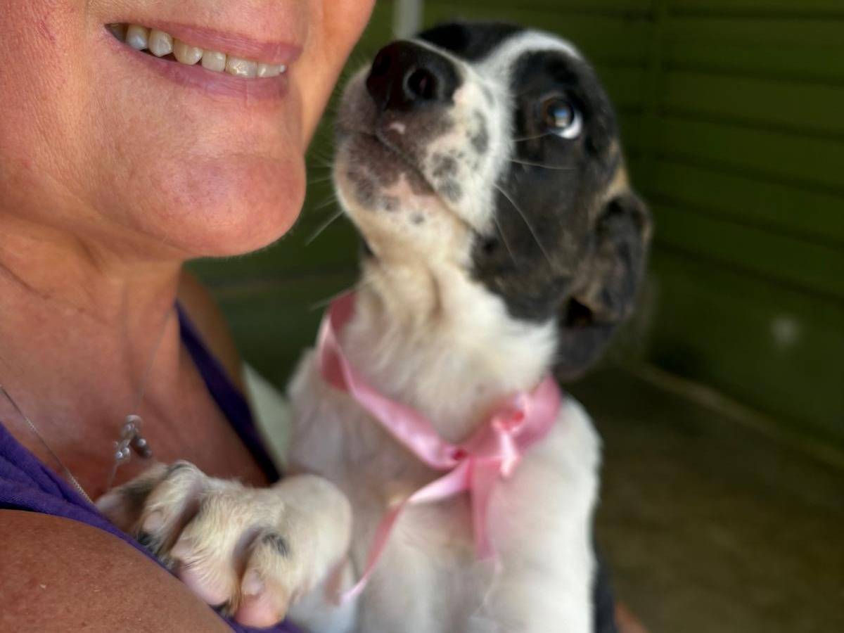 Adotta un cane, femmina, 4 mesi, Napoli
