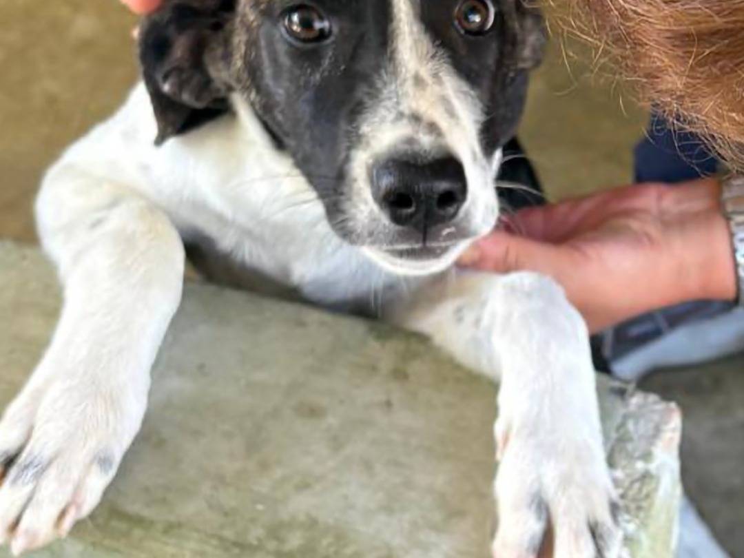 Adotta un cane, taglia grande, femmina, Napoli