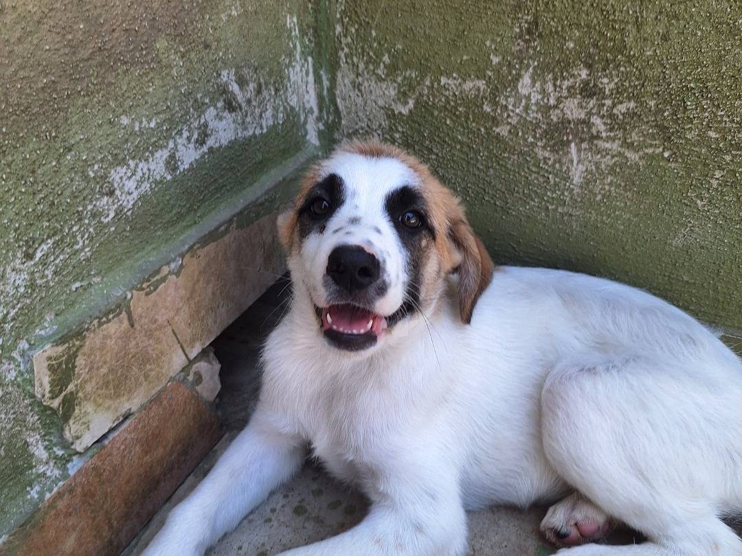 Adozione cane, femmina, Razza sconosciuta Razza sconosciuta, 4 mesi, taglia grande, Napoli