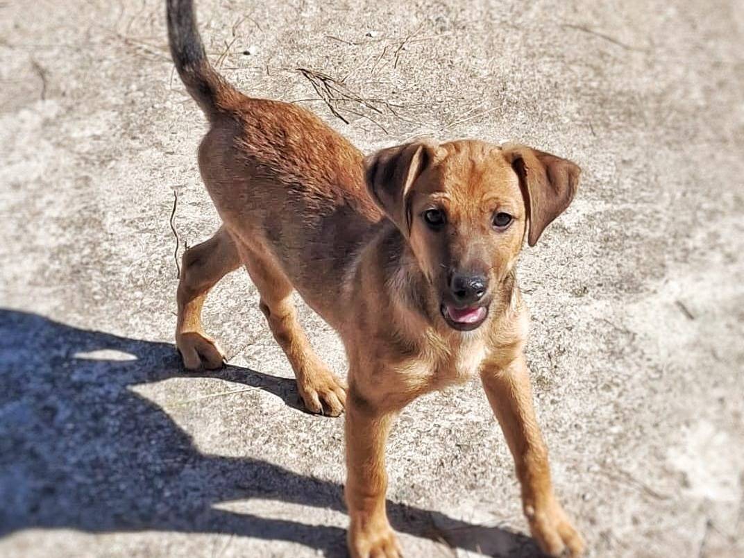 Adozione cane, maschio, Razza sconosciuta Razza sconosciuta, 2 mesi, taglia piccola, Crotone