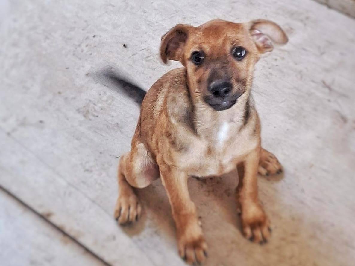 Adotta un cane, maschio, 2 mesi, Crotone