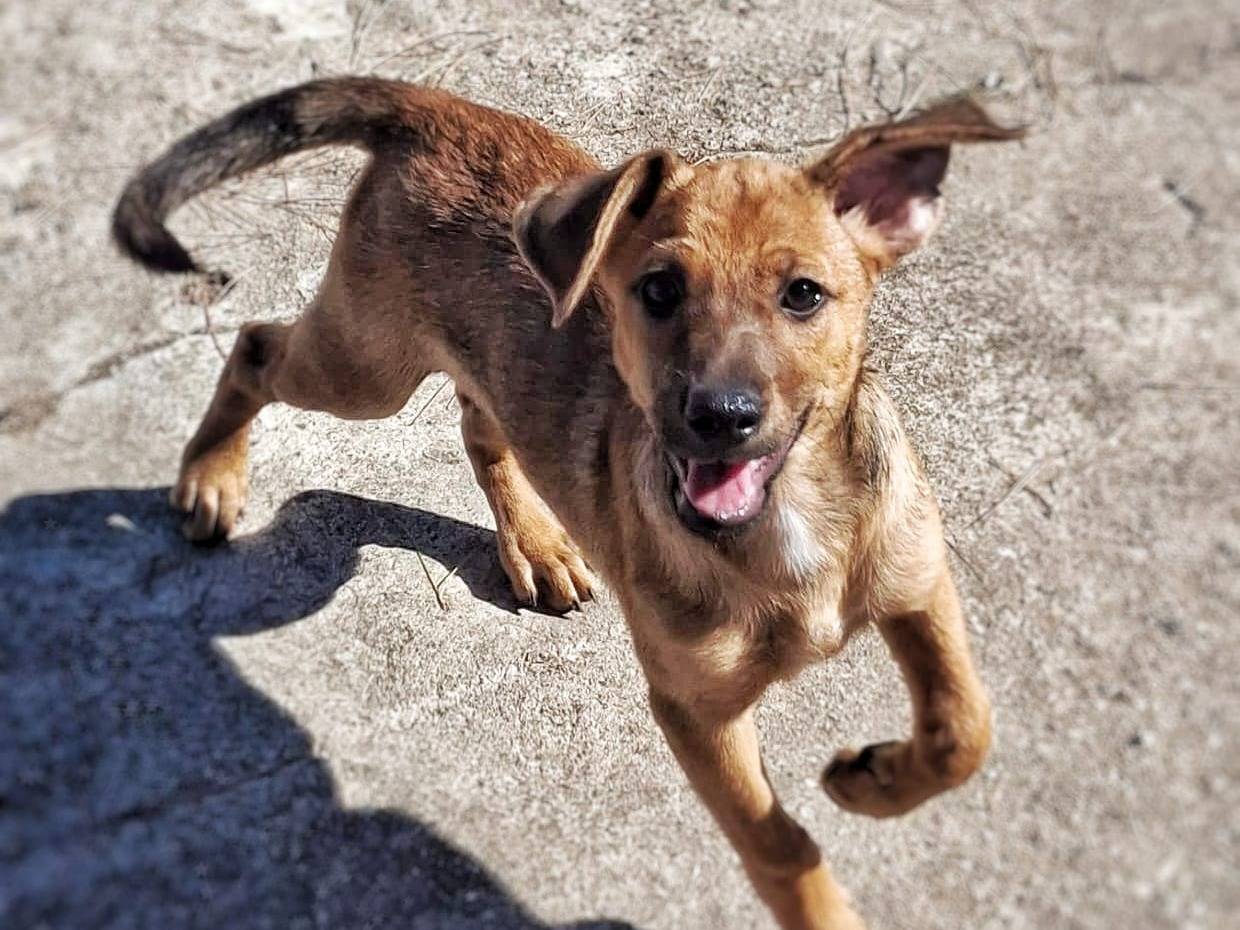 Adotta un cane, taglia piccola, maschio, Crotone