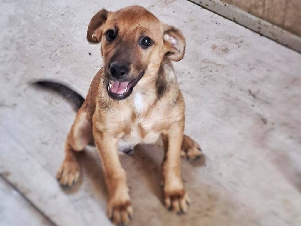 Vuoi adottare un cane a Crotone?