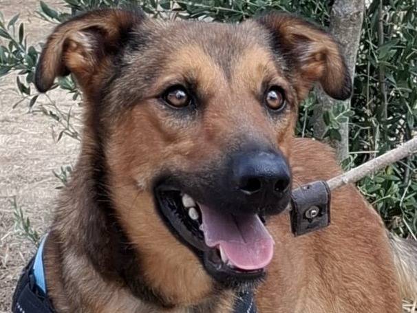 Adozione cane, maschio, Razza sconosciuta Razza sconosciuta, 7 mesi, taglia media, Piacenza