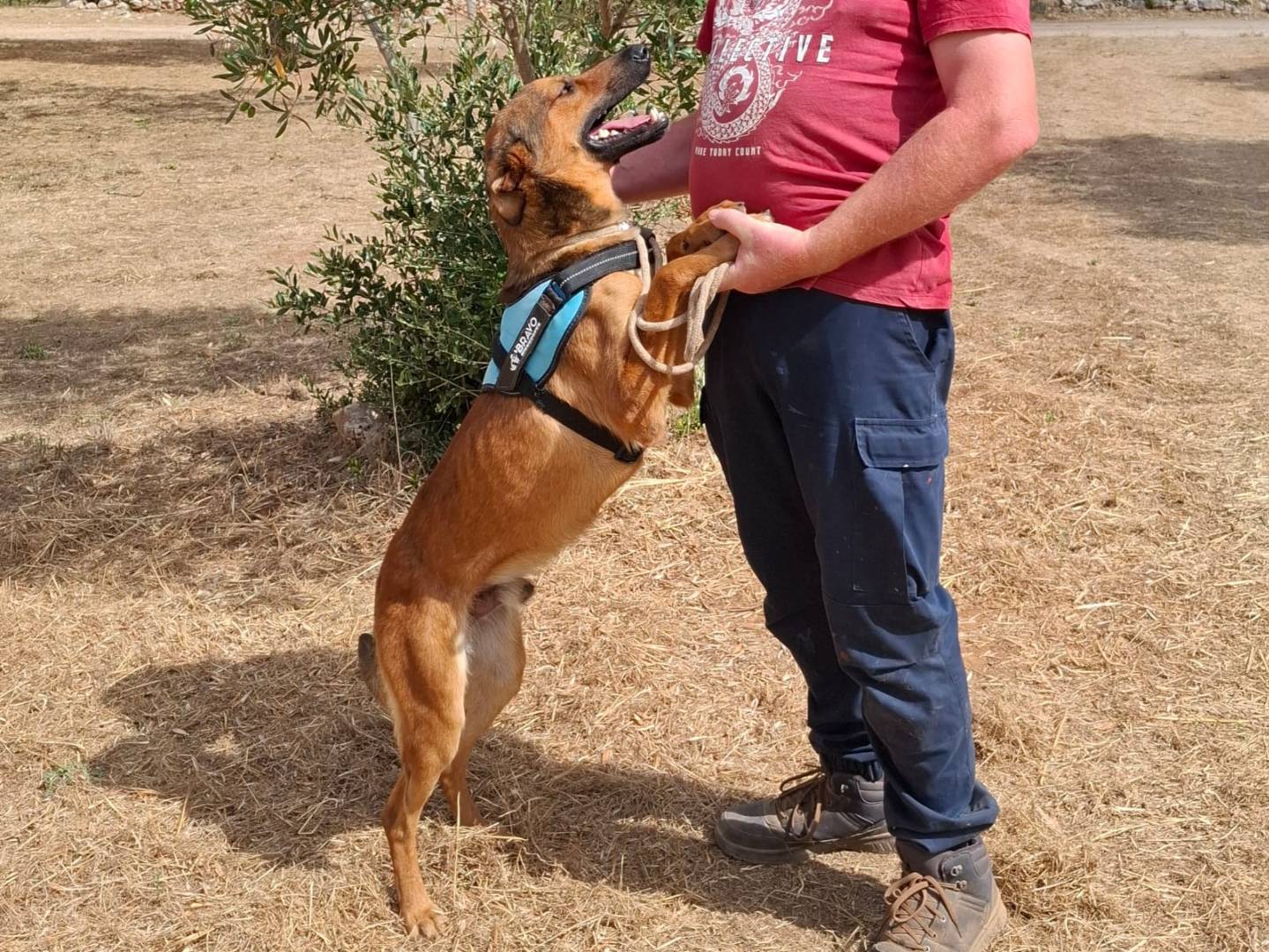 Adotta un cane, maschio, 7 mesi, Piacenza