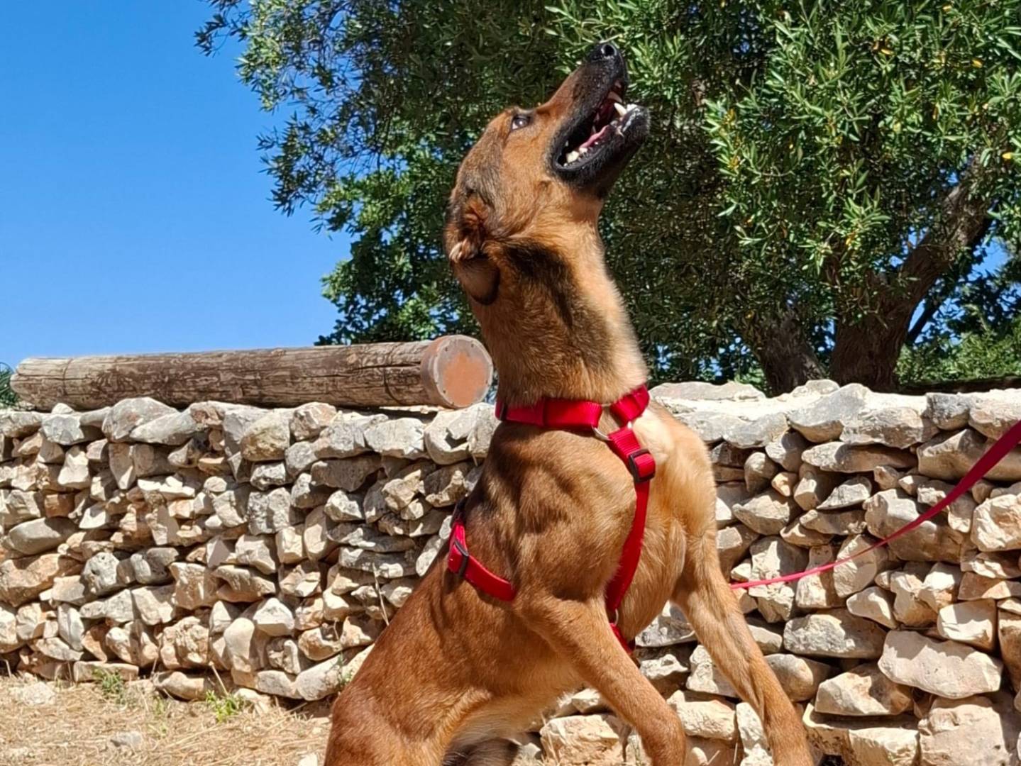 Adotta il cane Aladin a Piacenza