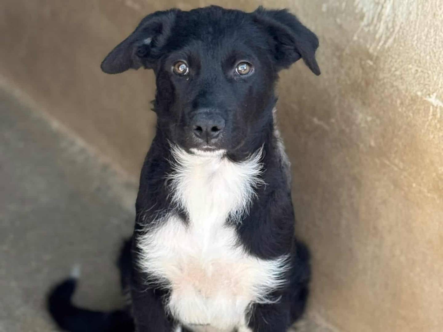 Adozione cane, maschio, Razza sconosciuta Razza sconosciuta, 3 mesi, taglia grande, Firenze