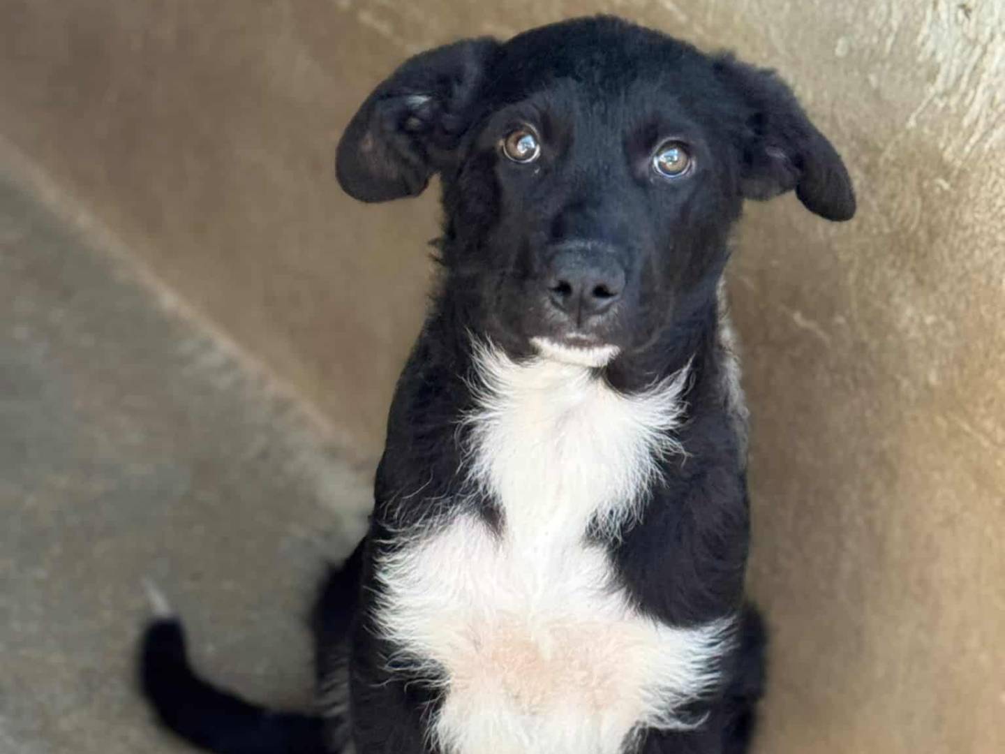 Adotta un cane, maschio, 3 mesi, Firenze
