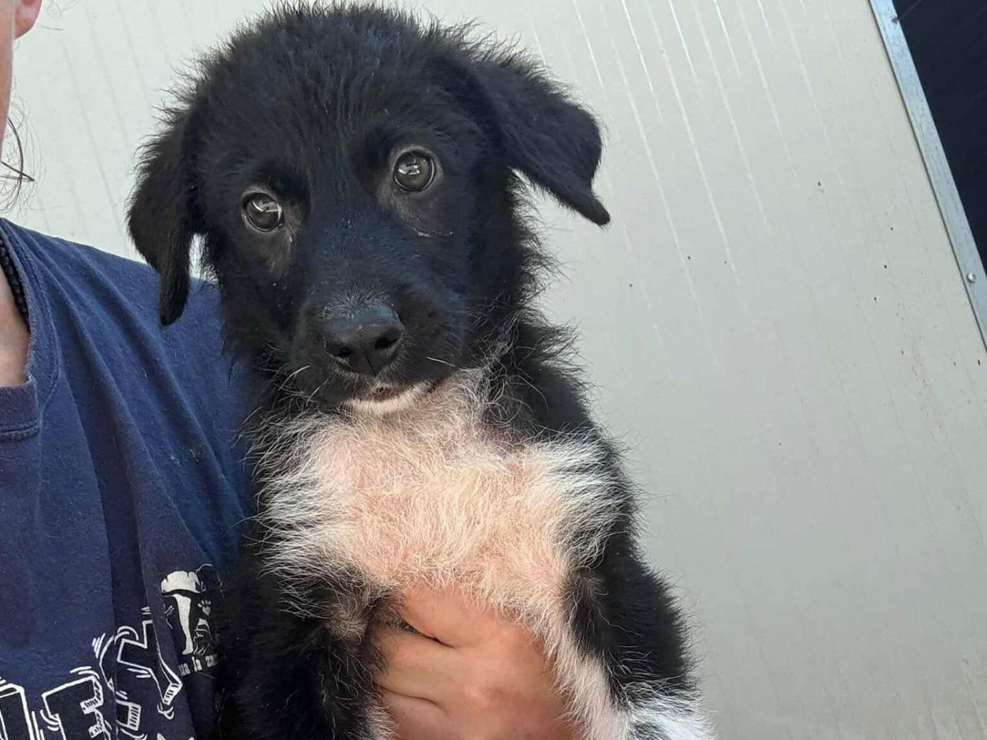 Adotta un cane, taglia grande, maschio, Firenze