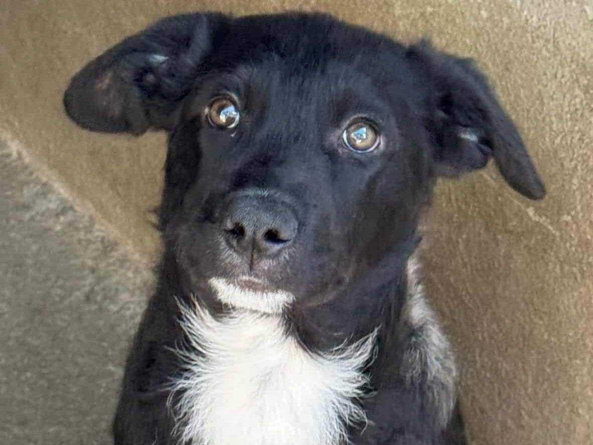 Vuoi adottare un cane a Firenze?