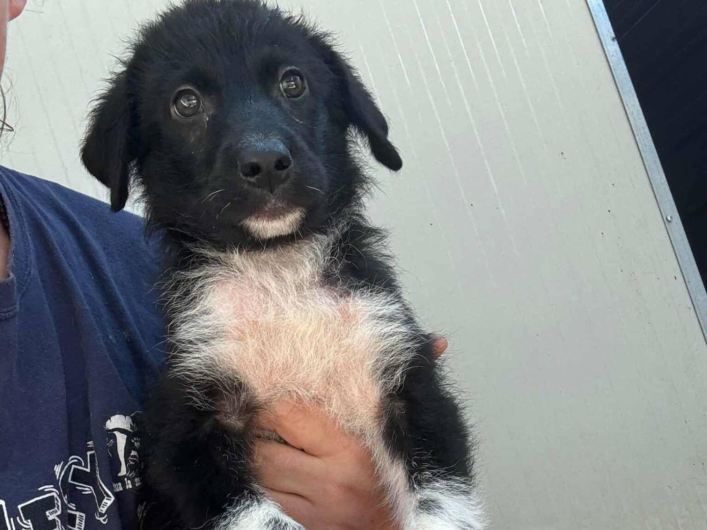 Adotta il cane OREO a Firenze