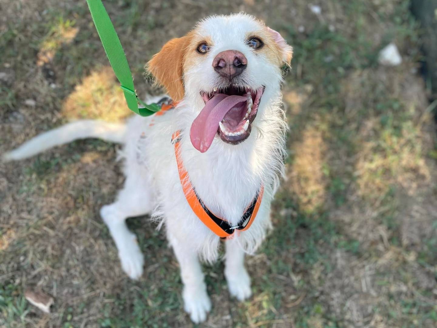 Adozione cane, femmina, Razza sconosciuta Razza sconosciuta, 4 anni e 10 mesi, taglia media, Firenze