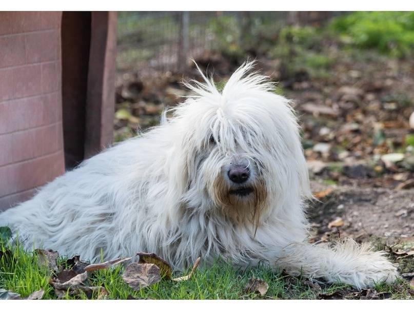 Adozione cane, femmina, Razza sconosciuta Razza sconosciuta, 6 anni e 6 mesi, taglia gigante, Firenze
