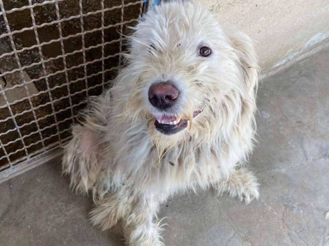 Vuoi adottare un cane a Firenze?