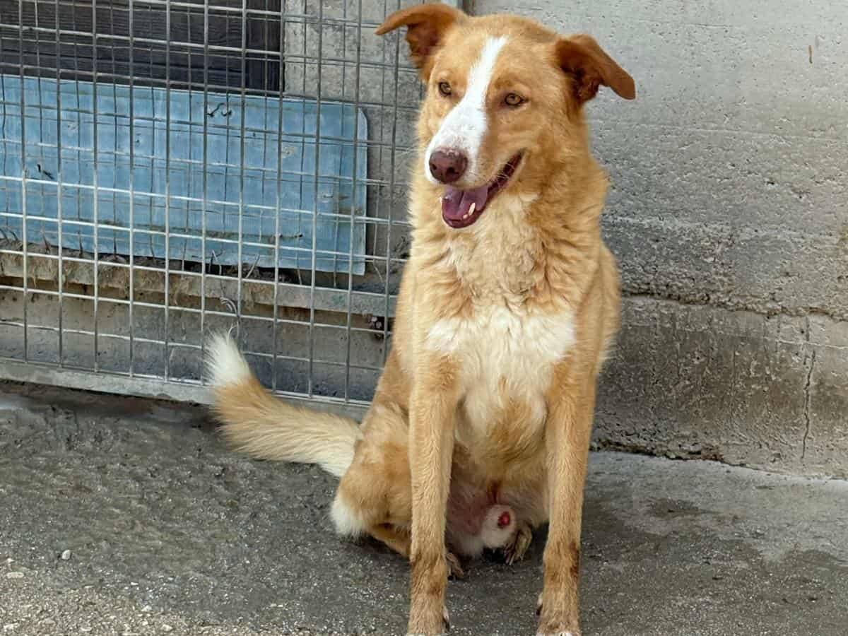 Adotta il cane BIONDO a Firenze