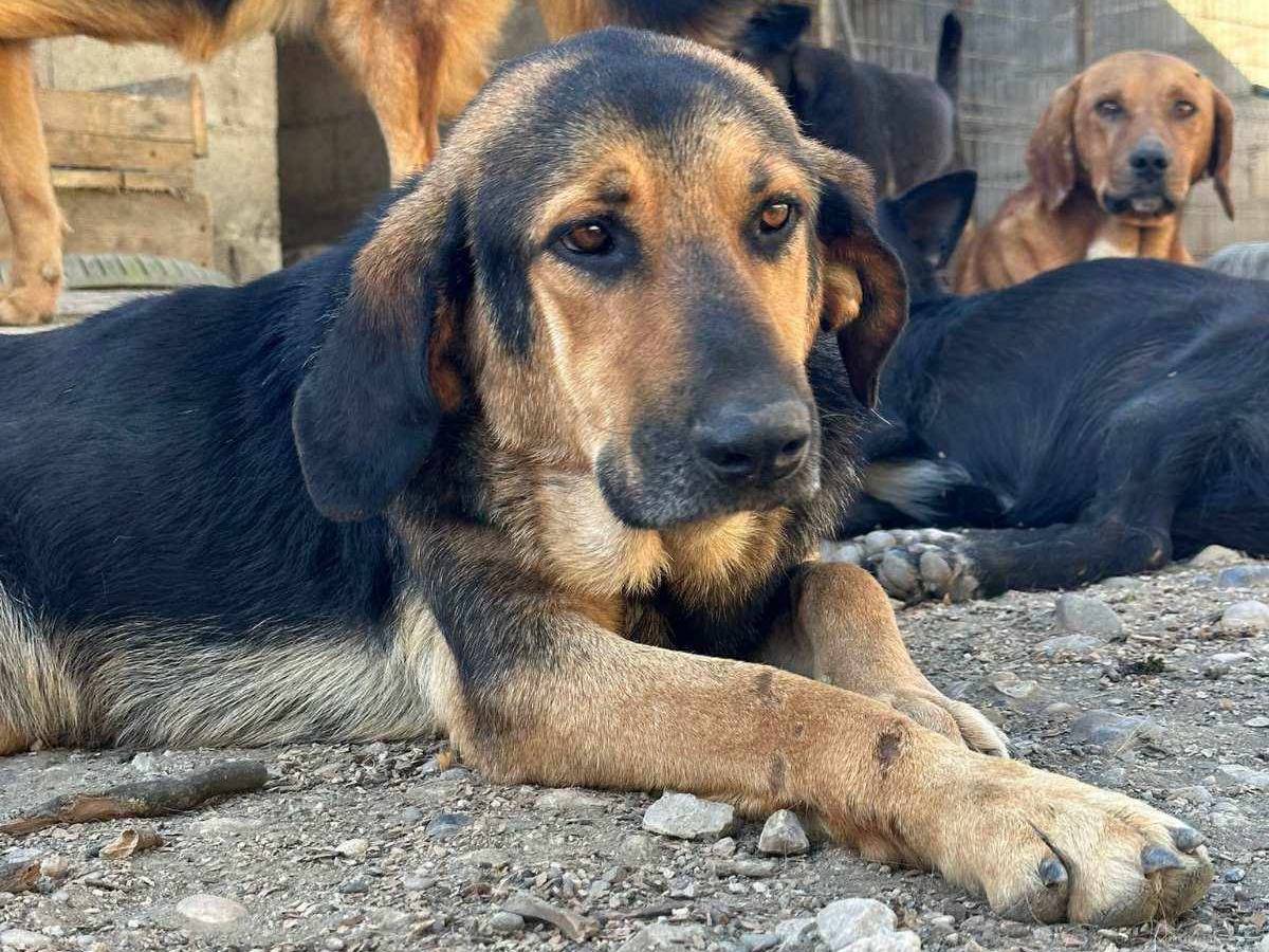Vuoi adottare un cane a Firenze?