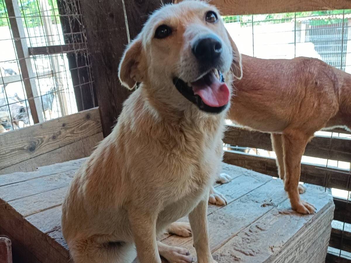 Adozione cane, femmina, Razza sconosciuta Razza sconosciuta, 3 anni e 9 mesi, taglia media contenuta, Firenze
