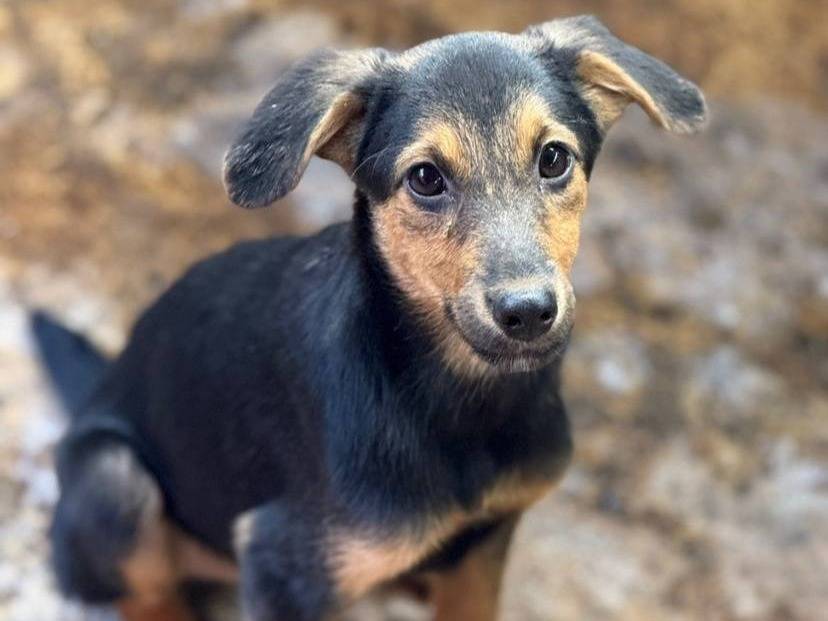 Vuoi adottare un cane a Firenze?
