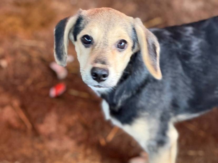 Vuoi adottare un cane a Firenze?