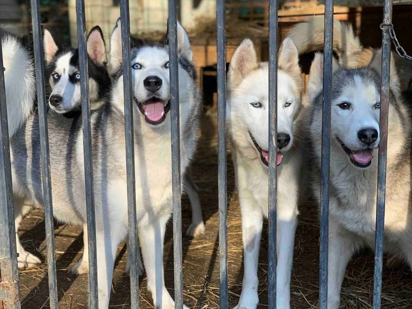 Adozione cane, femmina, Siberian Husky, 1 anno e 10 mesi, taglia media, Firenze
