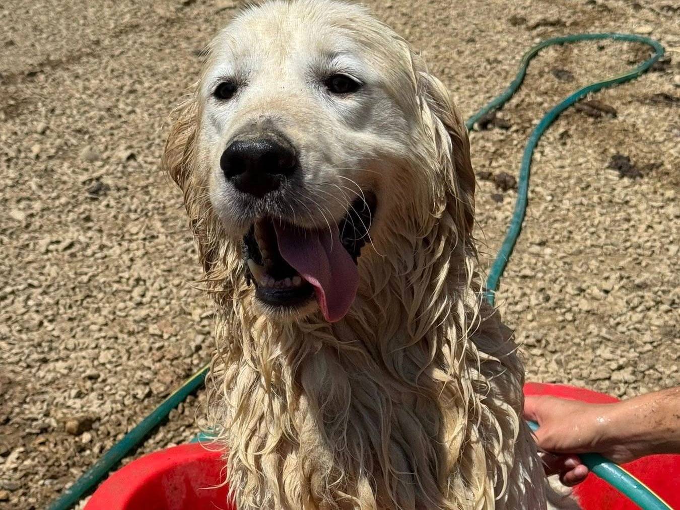Vuoi adottare un cane a Firenze?