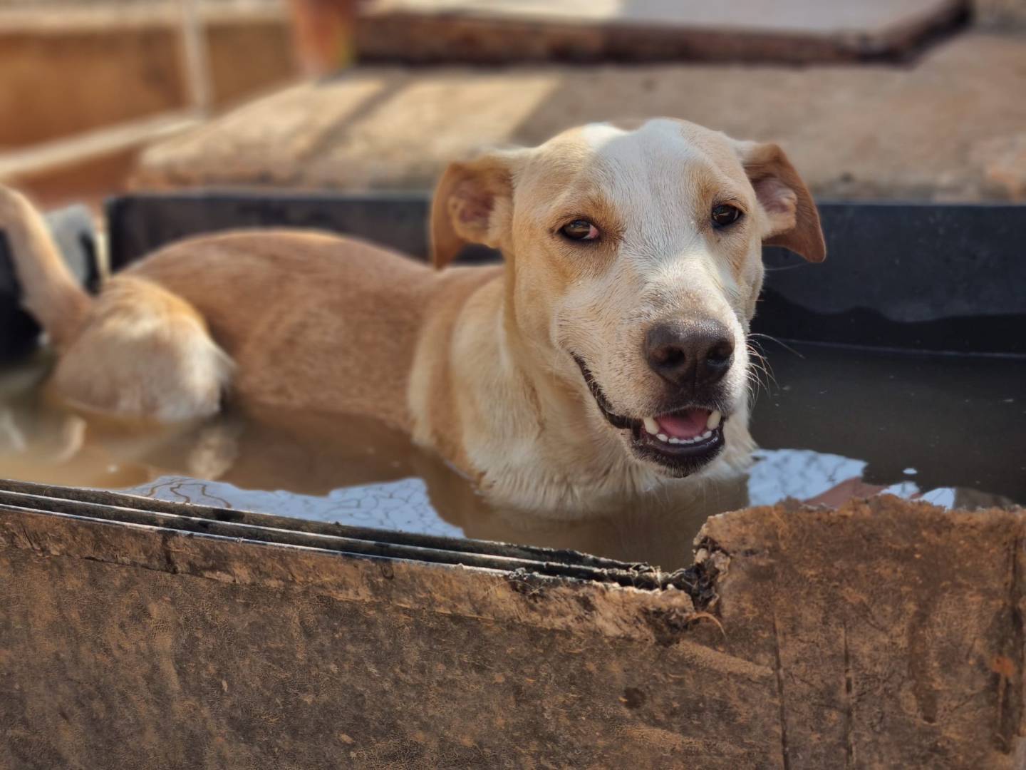 Adozione cane, maschio, Razza sconosciuta Razza sconosciuta, 11 mesi, taglia media, Lecce