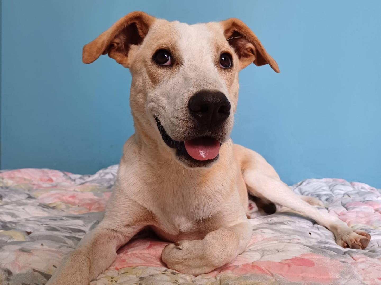Adotta un cane, maschio, 11 mesi, Lecce