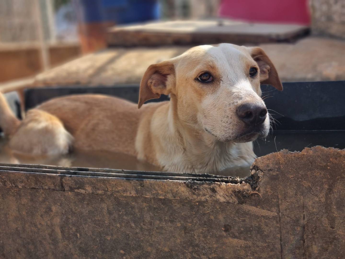 Vuoi adottare un cane a Lecce?