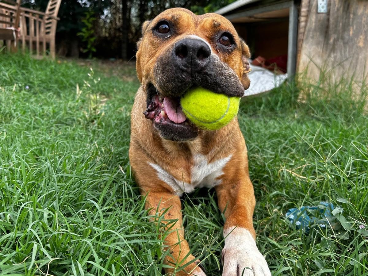 Adozione cane, femmina, Amstaff Razza sconosciuta, 10 anni e 8 mesi, taglia media, Teramo