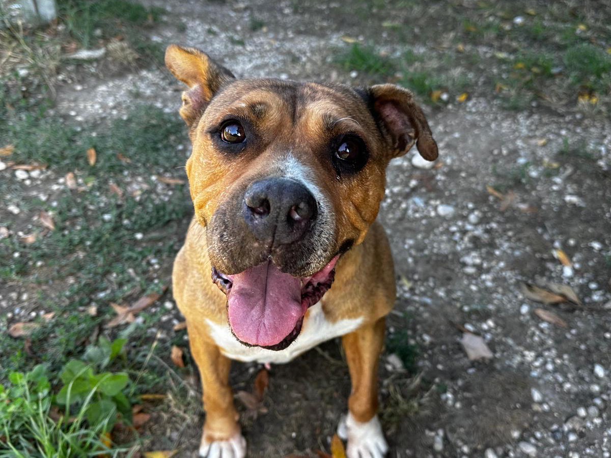 Adotta un cane, femmina, 10 anni e 8 mesi, Teramo