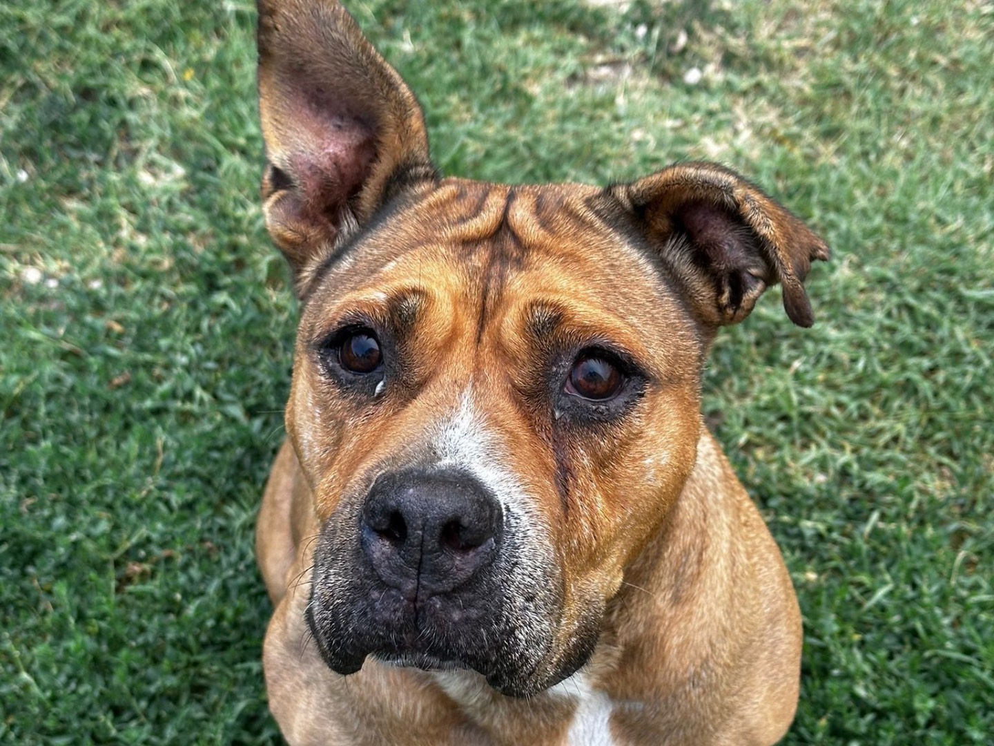 Adotta un cane, taglia media, femmina, Teramo