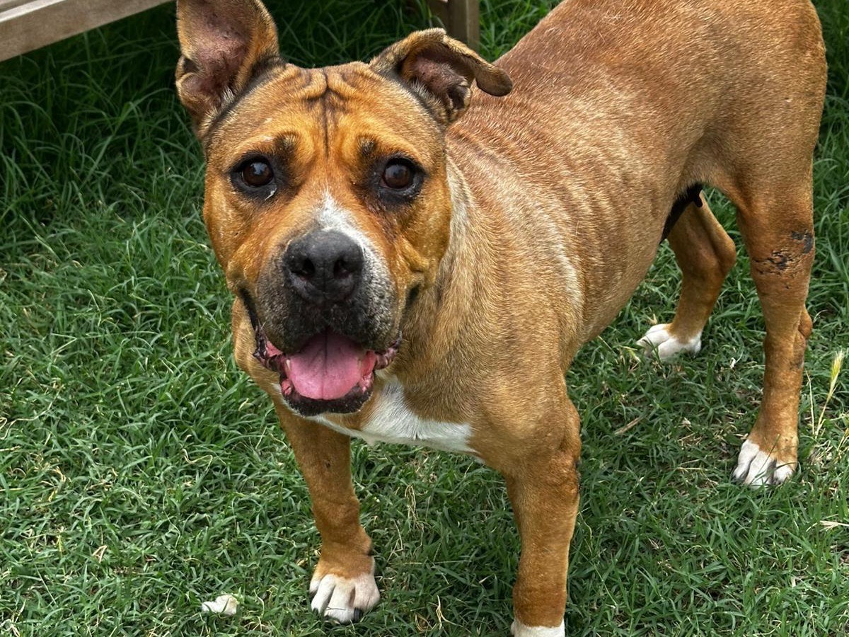 Vuoi adottare un cane a Teramo?