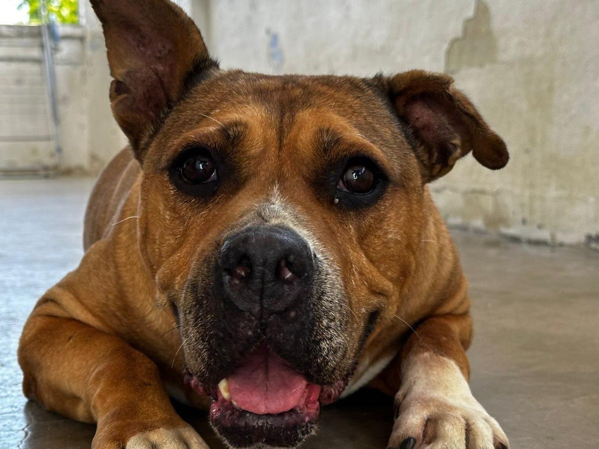 Adotta il cane Syria a Teramo