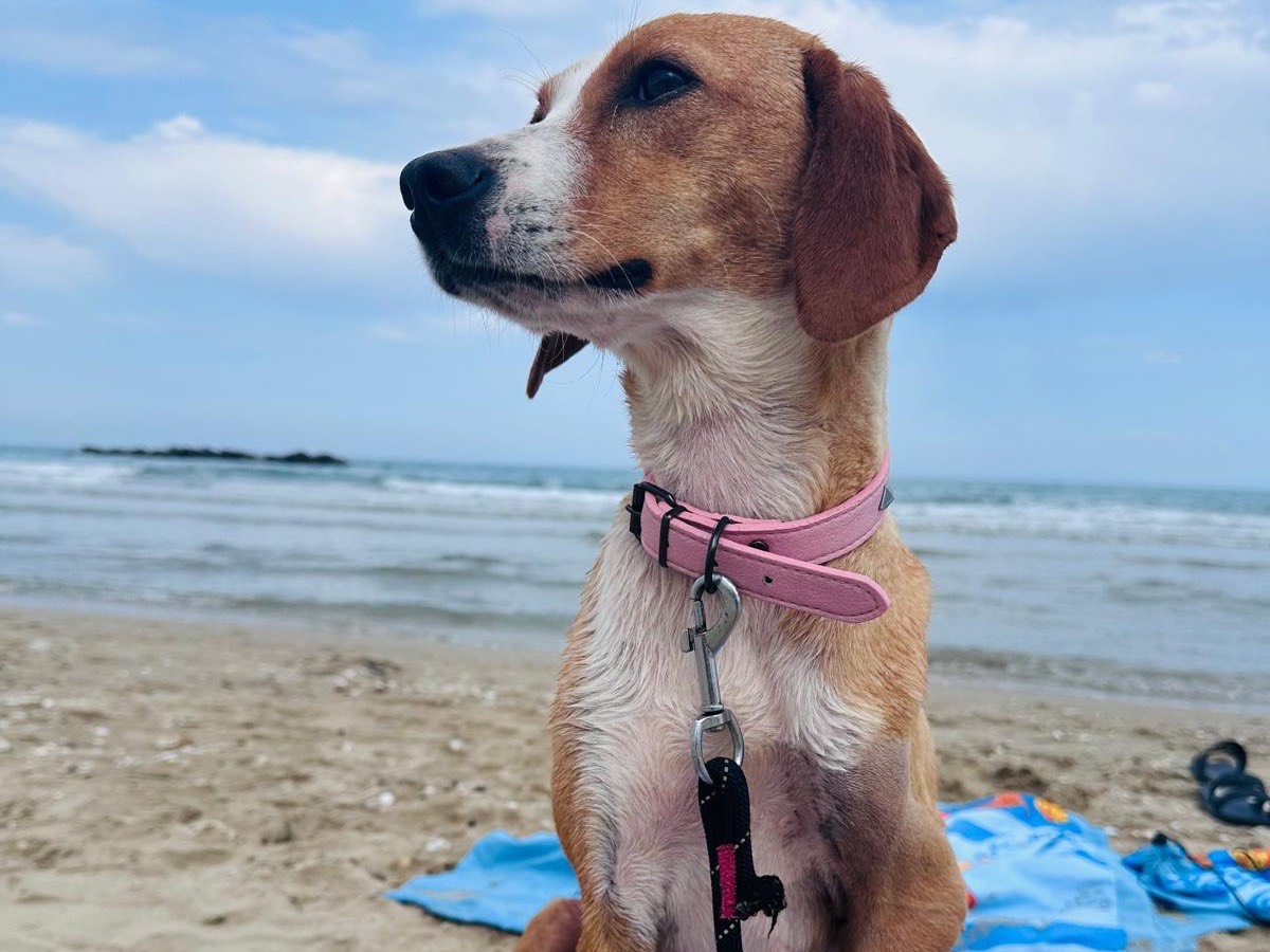 Adozione cane, femmina, Segugio Razza sconosciuta, 2 anni, taglia media contenuta, Pescara