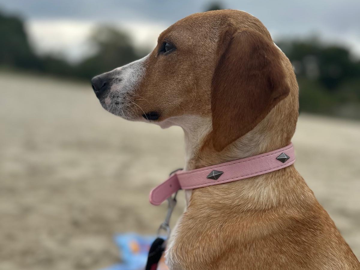Adotta un cane, femmina, 2 anni, Pescara
