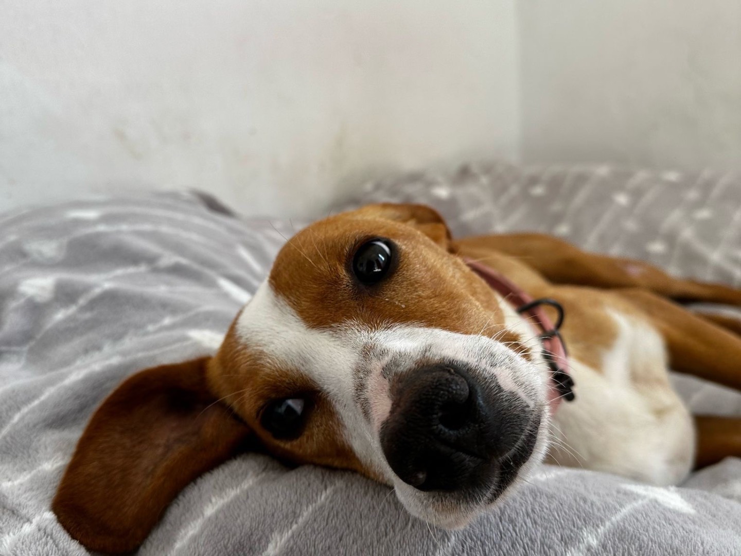 Adotta un cane, taglia media contenuta, femmina, Pescara