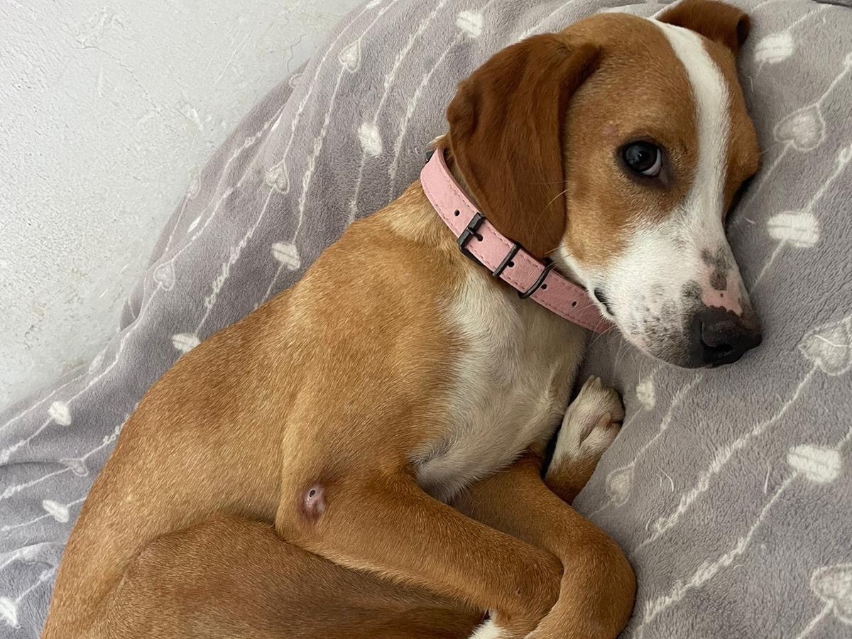 Vuoi adottare un cane a Pescara?