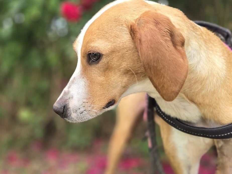 Adotta il cane Sweety a Pescara