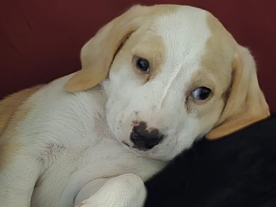 Adotta un cane, femmina, 2 mesi, Pescara