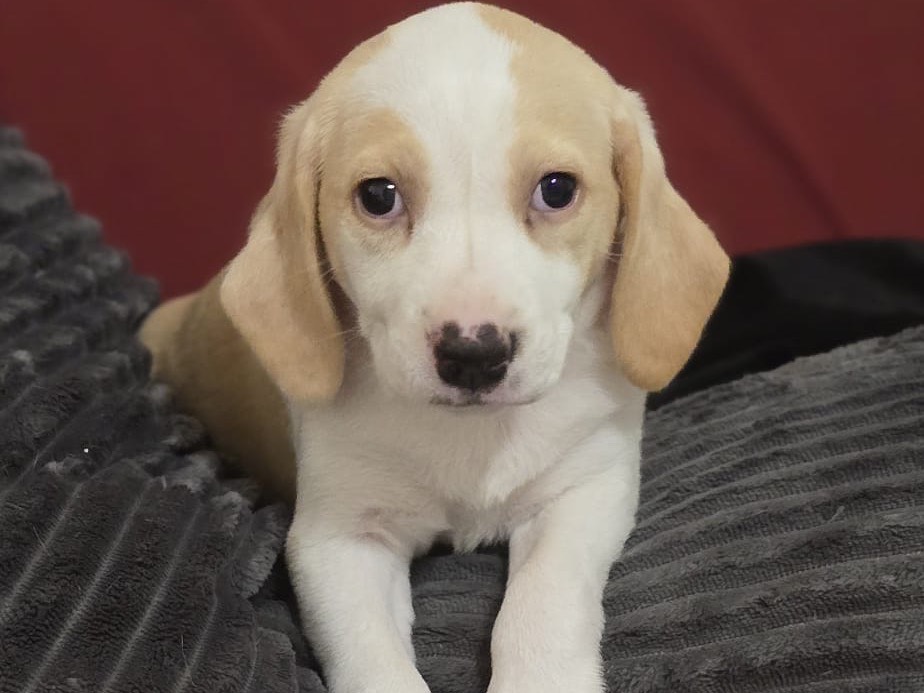 Adotta un cane, taglia media contenuta, femmina, Pescara